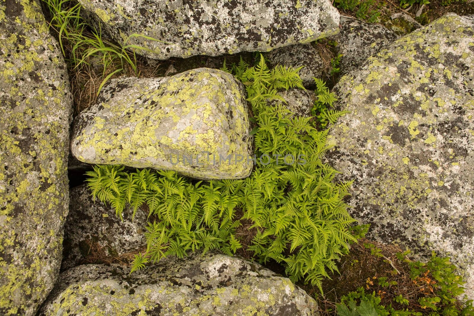 large kurum stones lie in the forest in the mountains, stones covered with moss, against the background of the forest, mountain landscape, high in the mountains..
