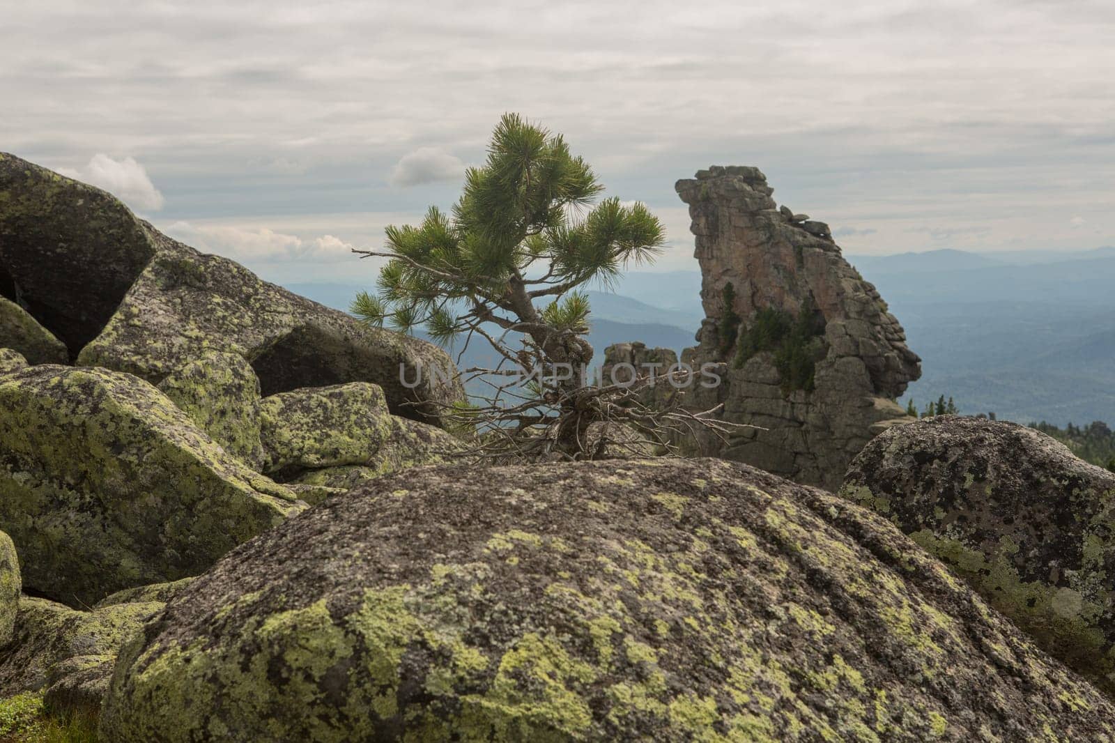 large kurum stones lie in the forest in the mountains, stones covered with moss, against the background of the forest, mountain landscape, high in the mountains..