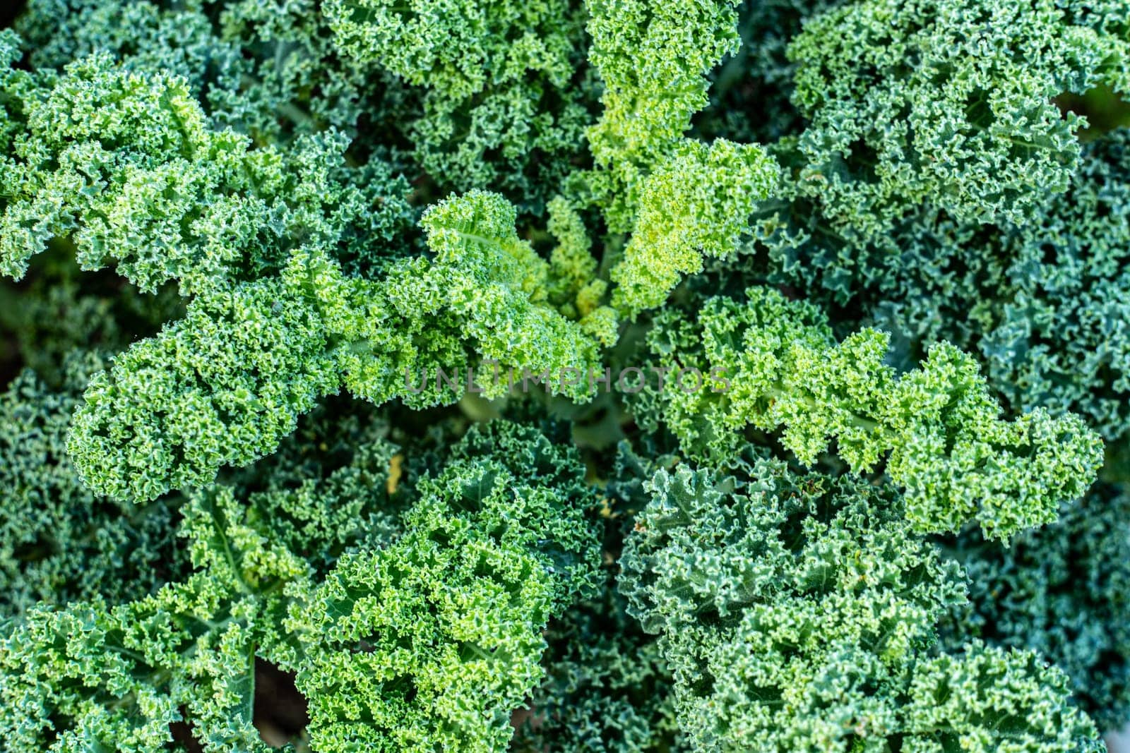 kale cabbage growing in the vegetable garden, top view