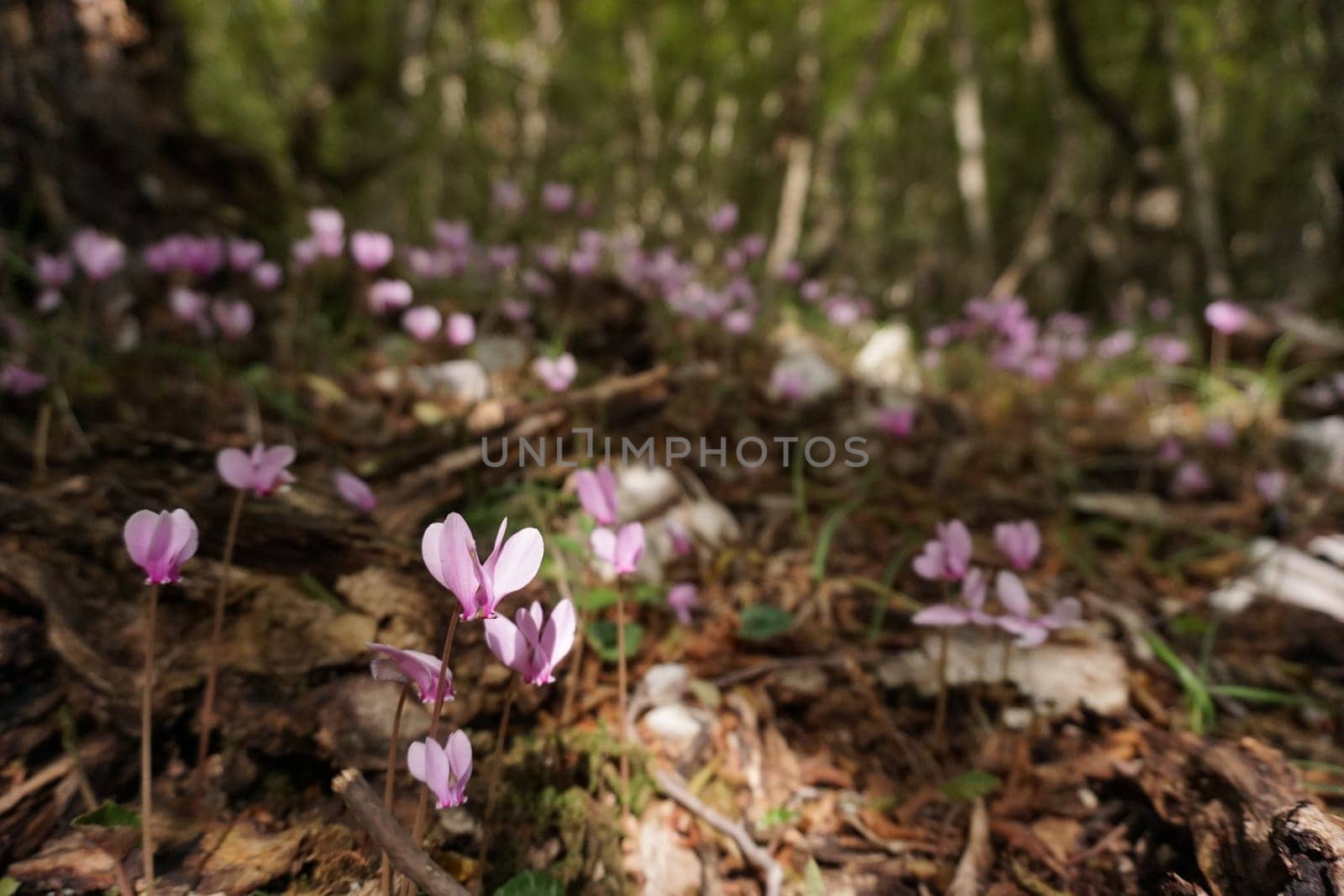 Blooming cyclamens on the way to Bijela Canyon, Mostar 2020