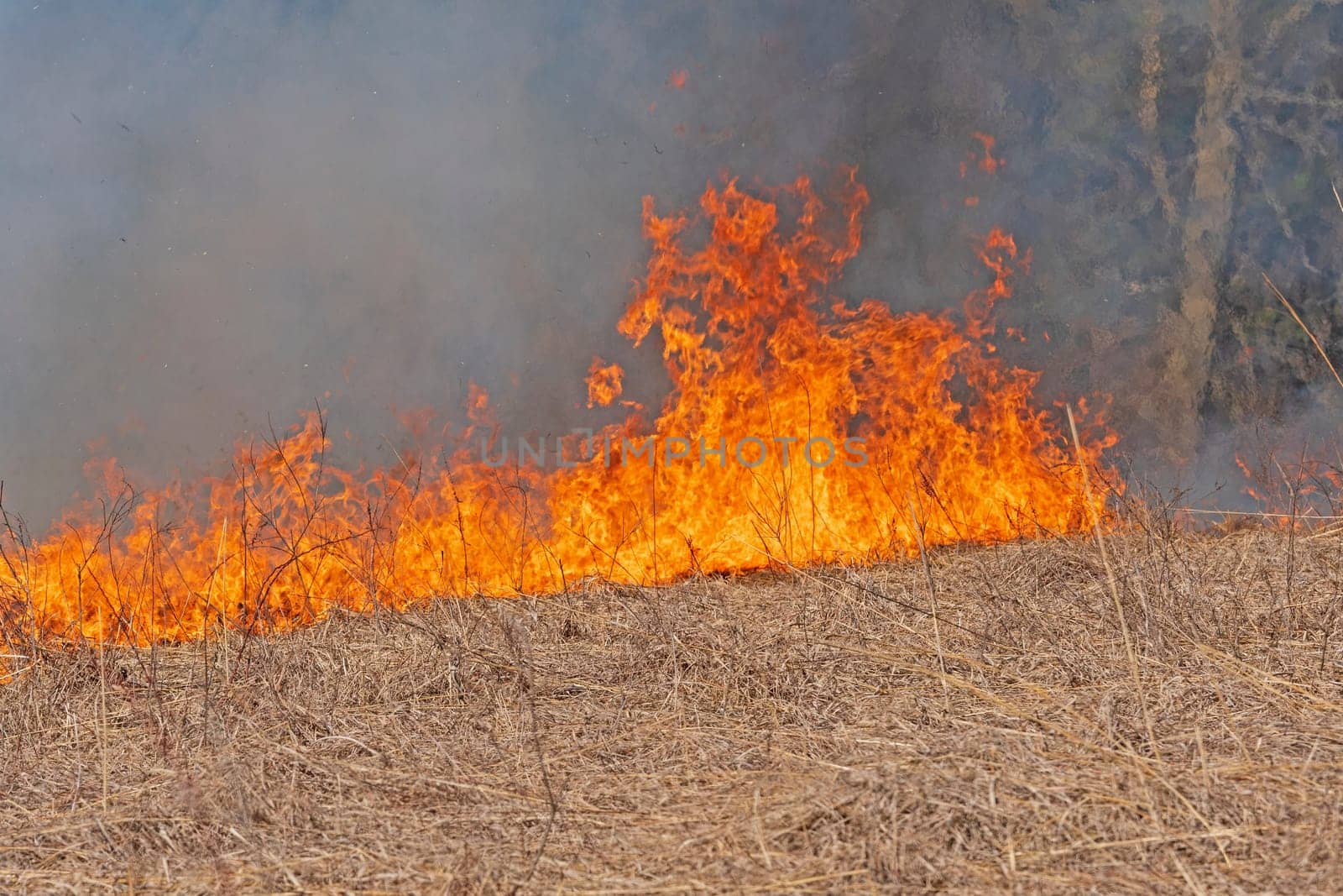 Roaring Flames in a Burning Prairie in Spring Valley Nature Center in Illinois
