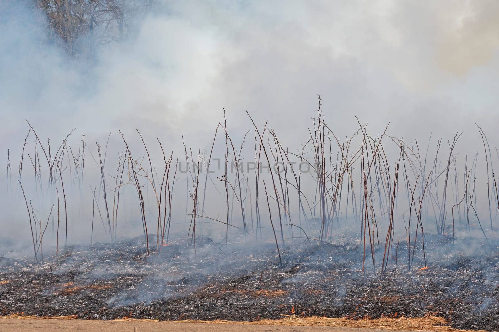 Smoke and Silhouettes After a Prairie Burn in Spring Valley Nature Center in Schaumburg, Illinois
