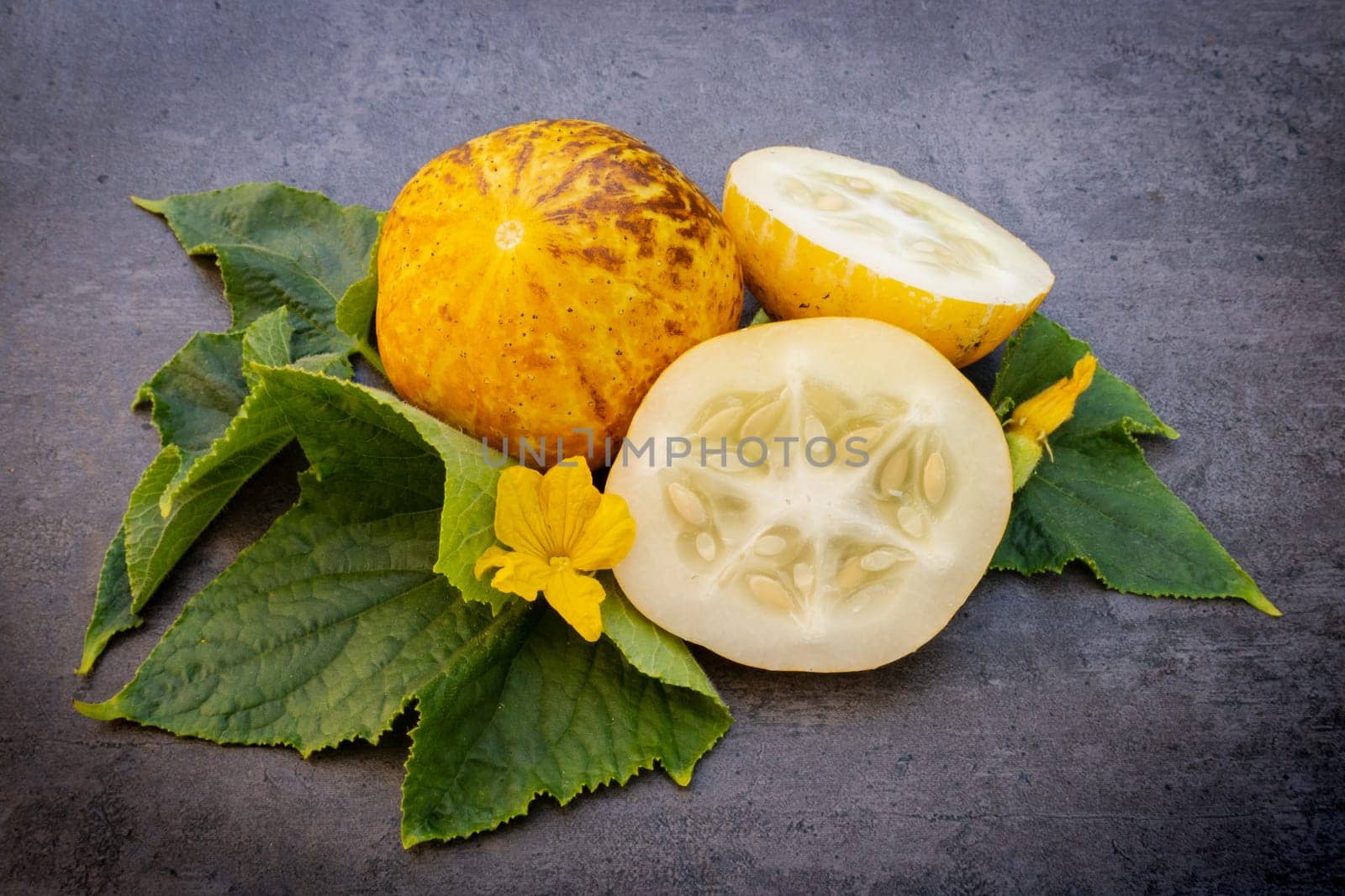 Cucumber crystal lemon, cucumis sativus over dark background