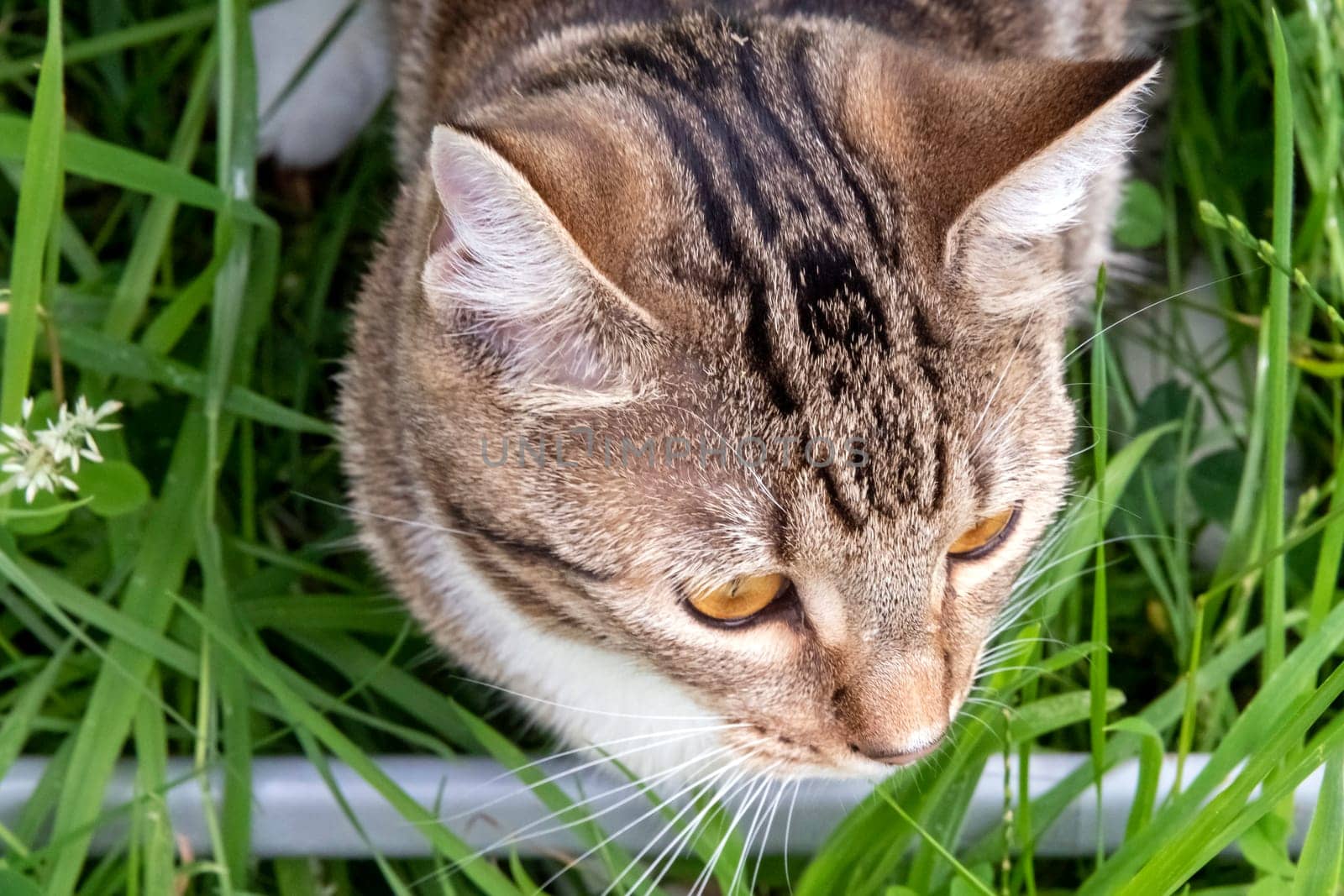Young cat playing in the garden