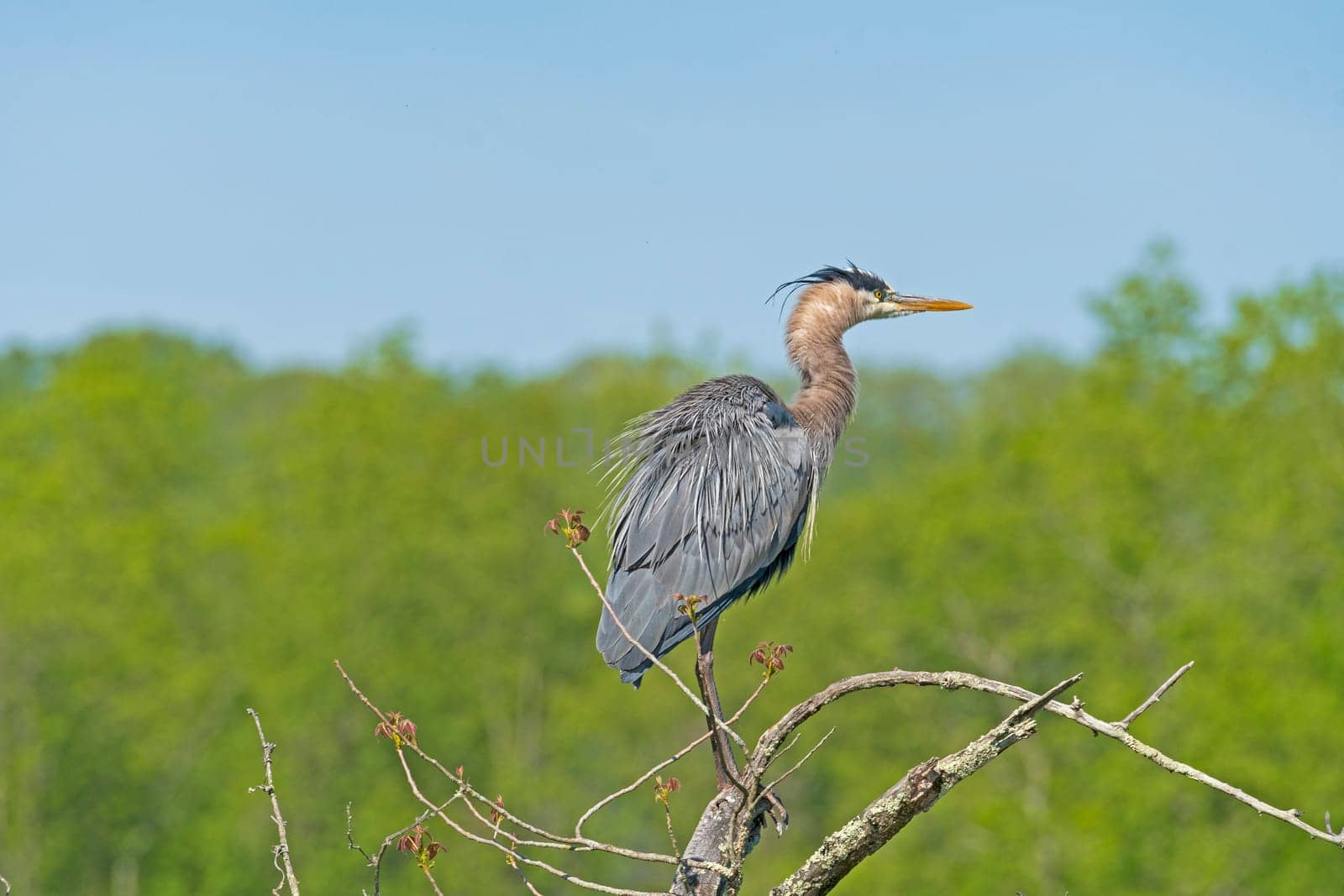 Disheveled Great Blue Heron Perching on a Tree in Cuyahoga Valley National Park in Ohio