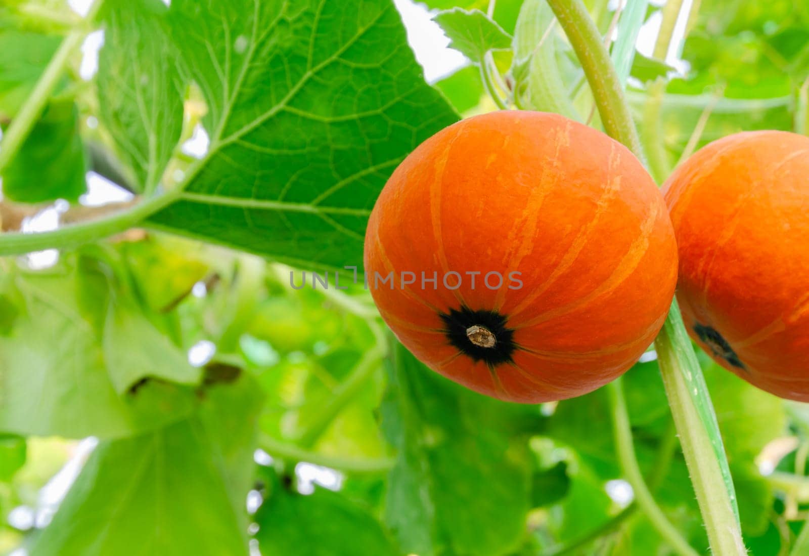 Orange pumpkins hanging on its tree with green leaf in organic greenhouse farm