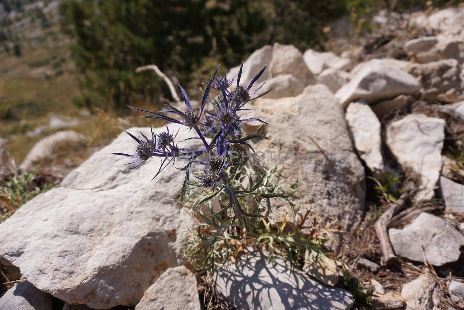 Beautiful thistles discovered on the way to St. George's Peak, close to Makarska, Croatia 2020