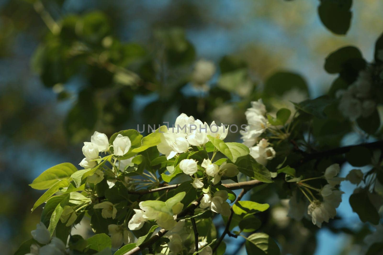white flowers blooming apple orchard in spring