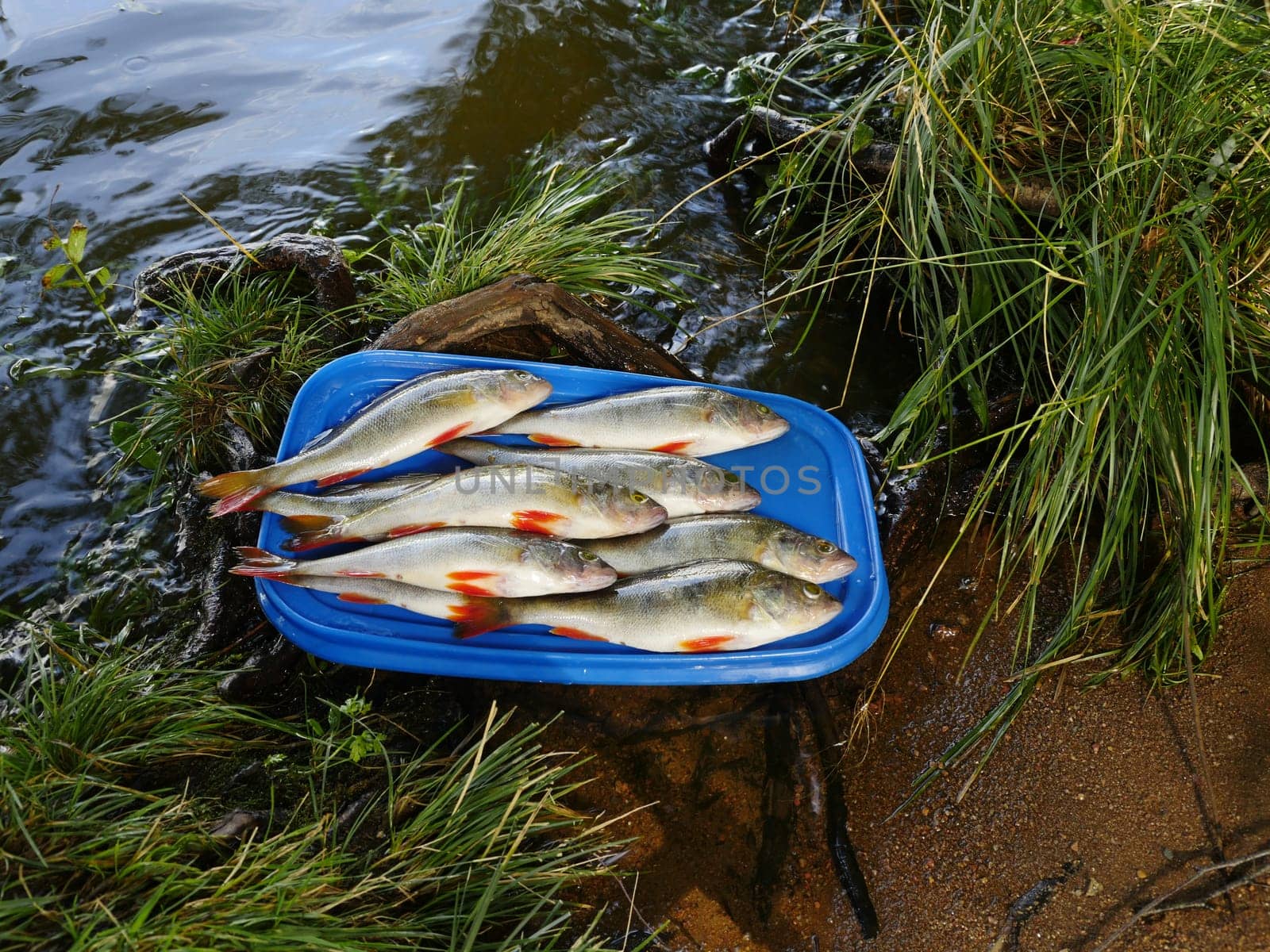 redfin perch successful fishing close-up on a tray