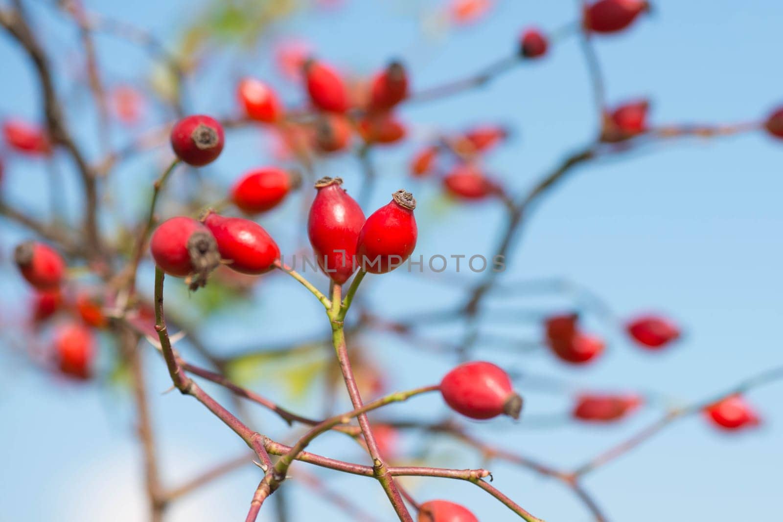 Rose hips growing on a tree, nature in autumn