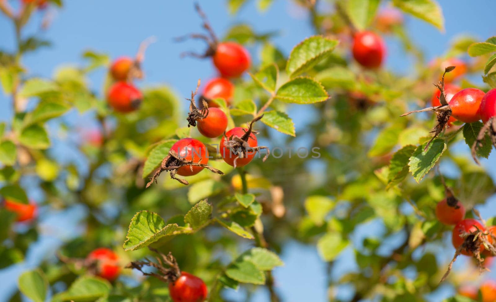 Rose hips growing on a tree, nature in autumn