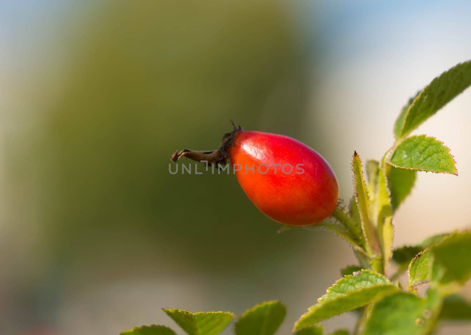 Rose hips growing on a tree, nature in autumn