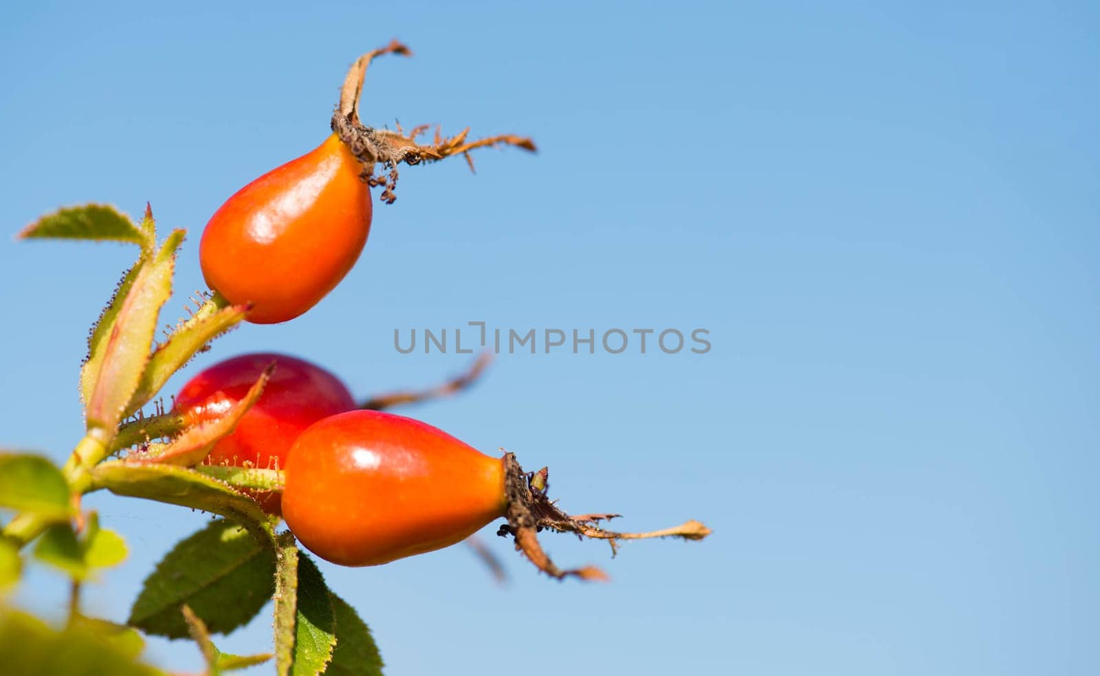 Rose hips growing on a tree, nature in autumn