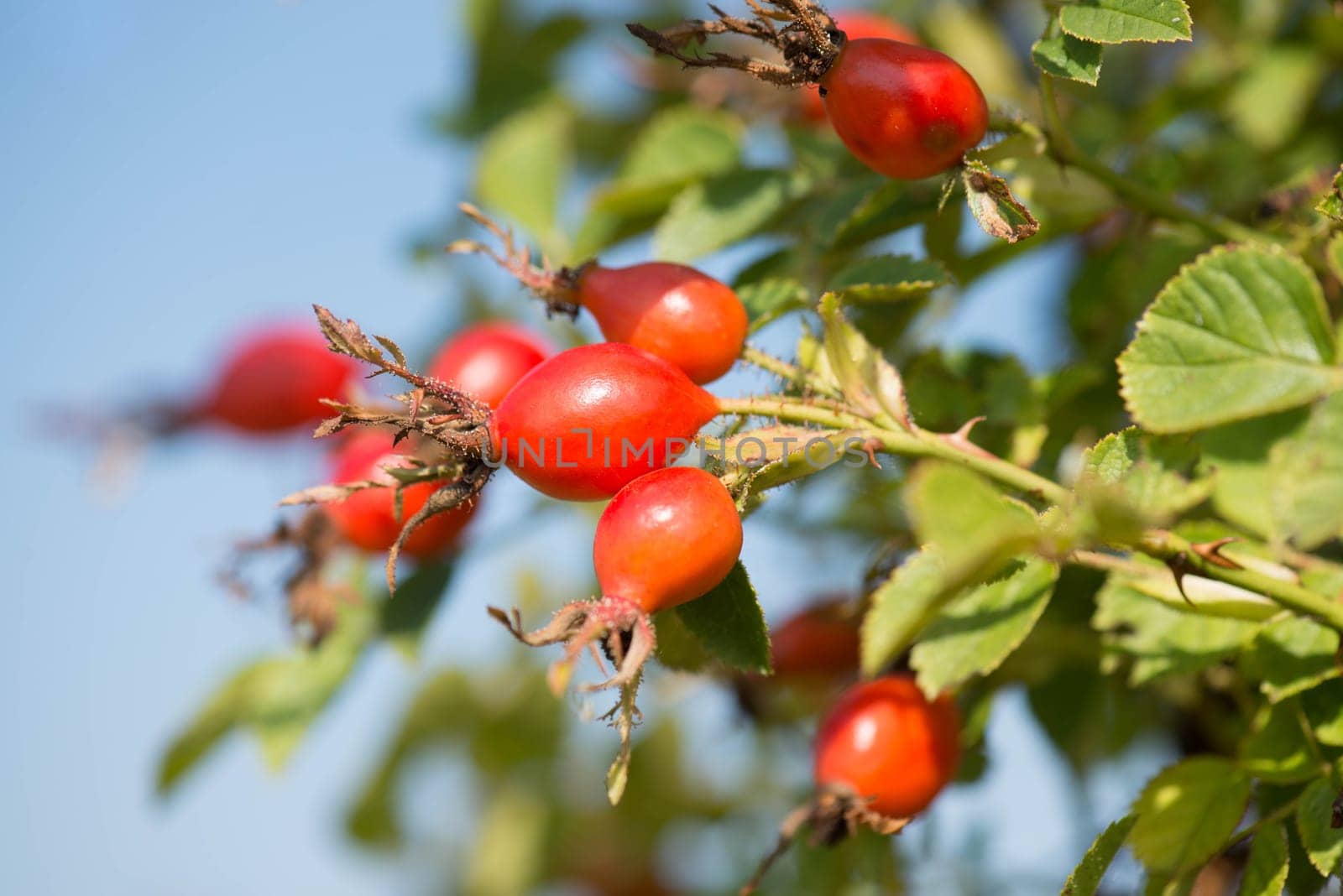 Rose hips growing on a tree, nature in autumn