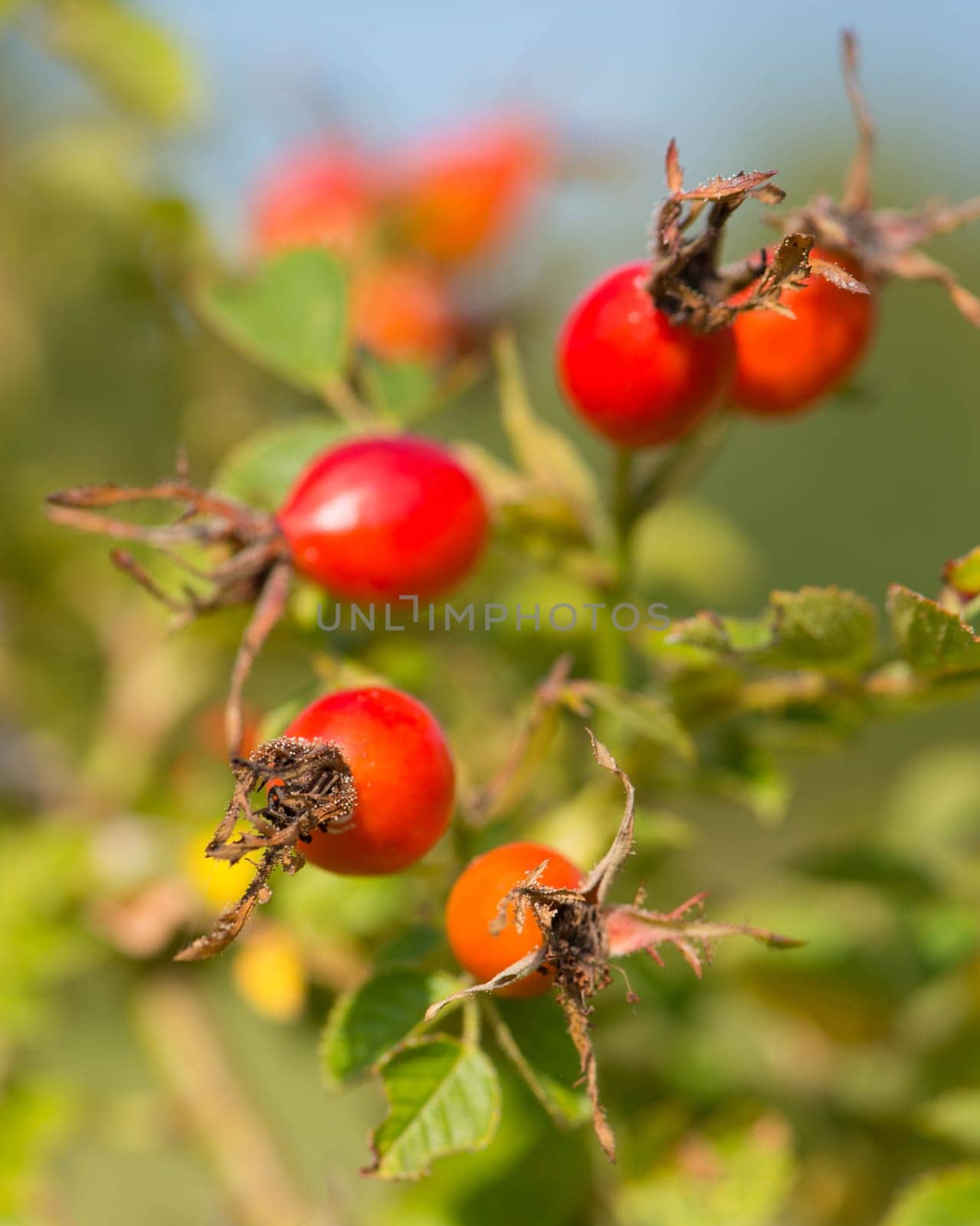Rose hips growing on a tree, nature in autumn
