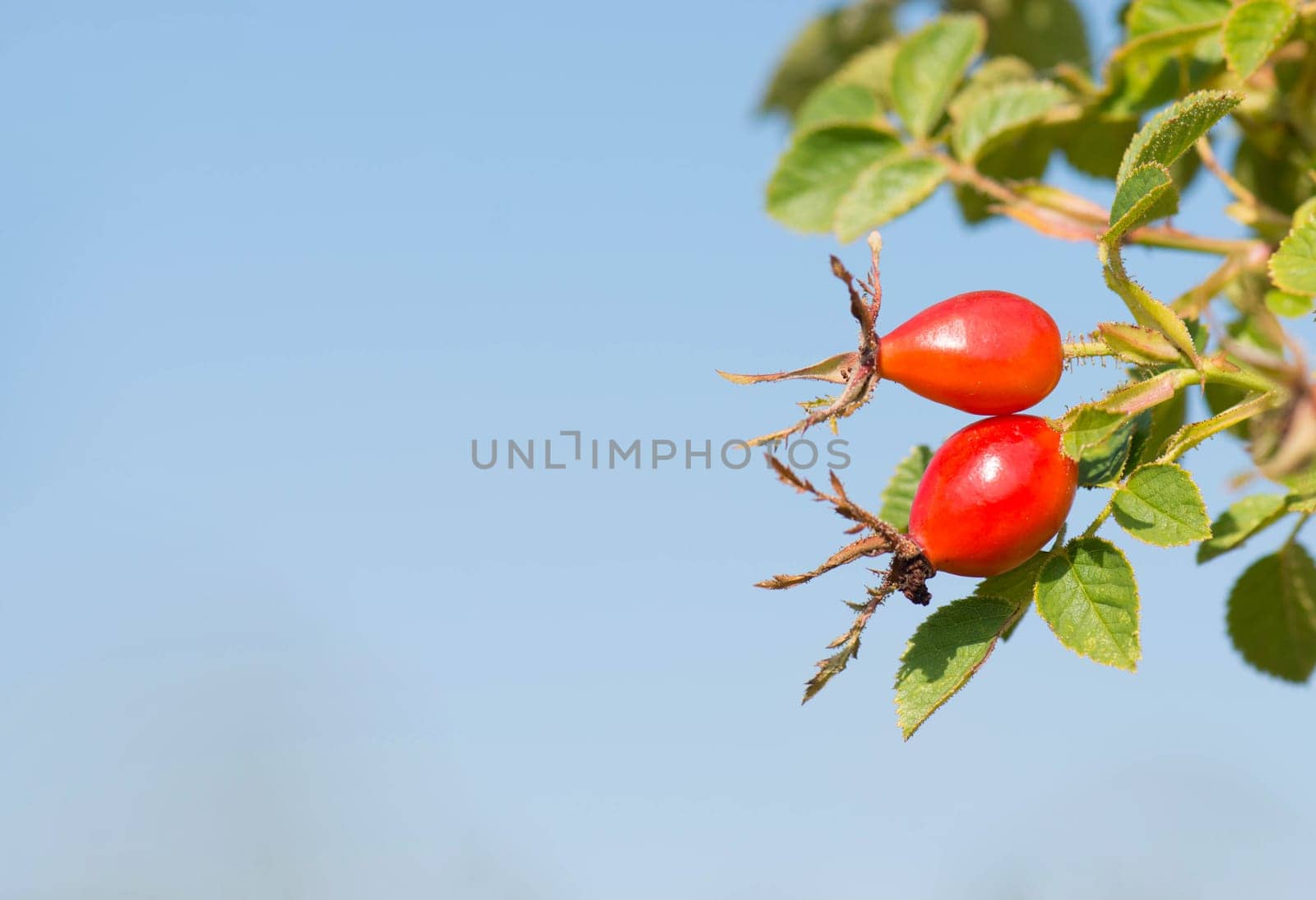 Rose hips growing on a tree, nature in autumn