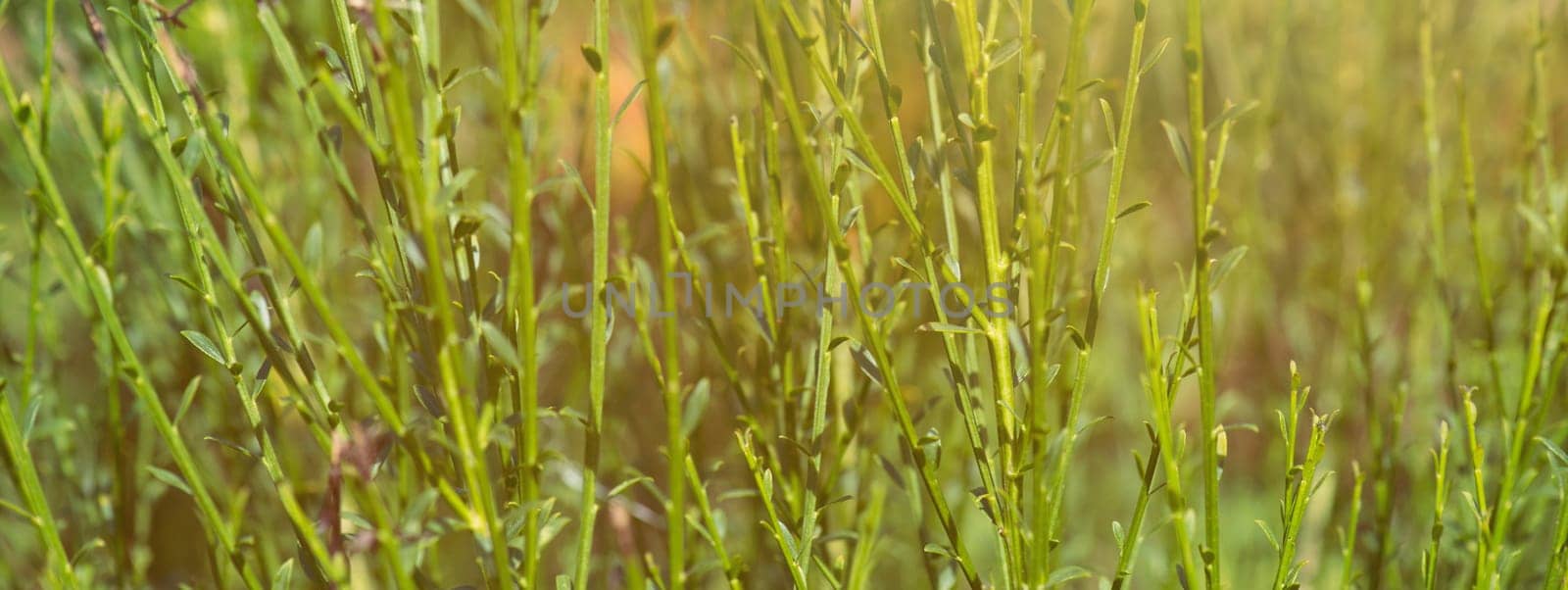 Gras in the evening sunlight, banner, nature