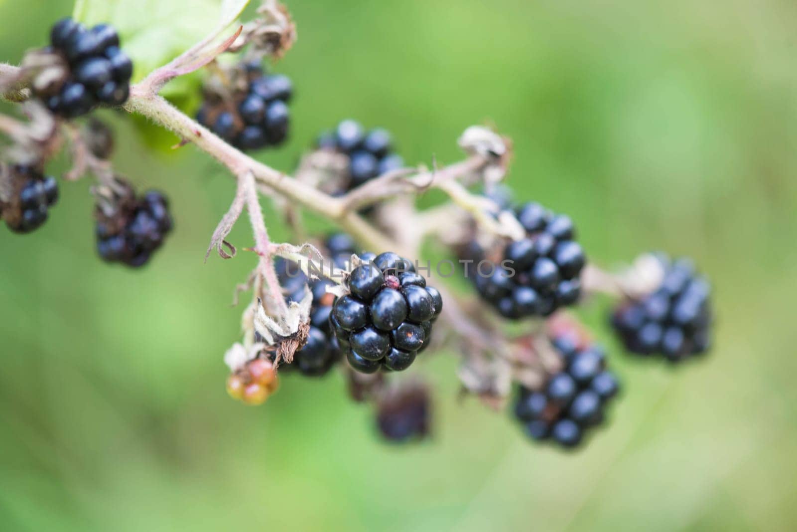 Blackberries in the garden, ripe fruits, end of summer