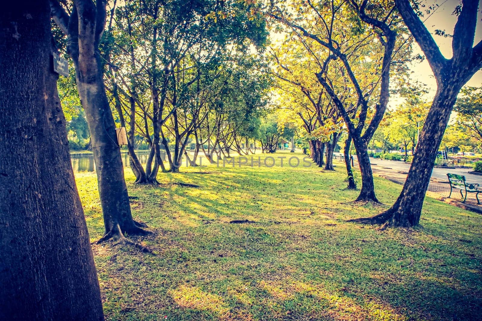 Autumn, fall landscape in park. Colorful yellow green  leaves, sun shining through trees.