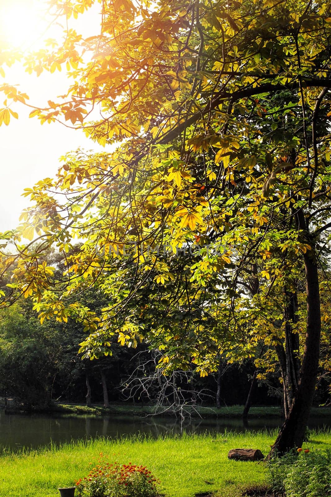 Autumn, fall landscape in park. Colorful yellow green  leaves, sun shining through trees.