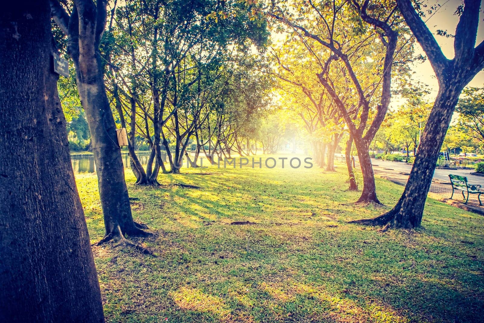 Autumn, fall landscape in park. Colorful yellow green  leaves, sun shining through trees.