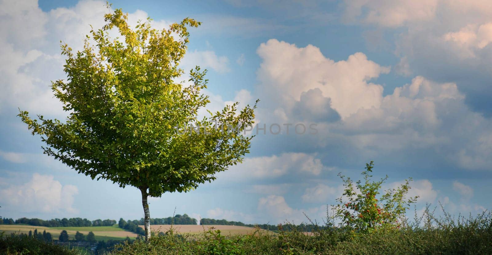 Tree in the field, summer in Germany