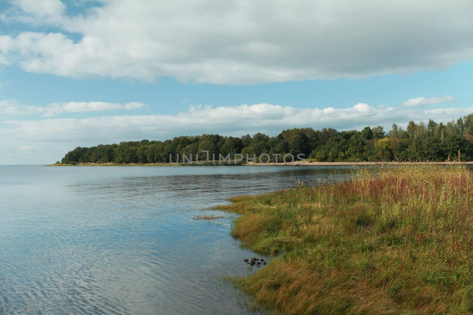 lake shore, yellow grass, forest on the horizon, clouds are reflected in blue water beautiful autumn landscape