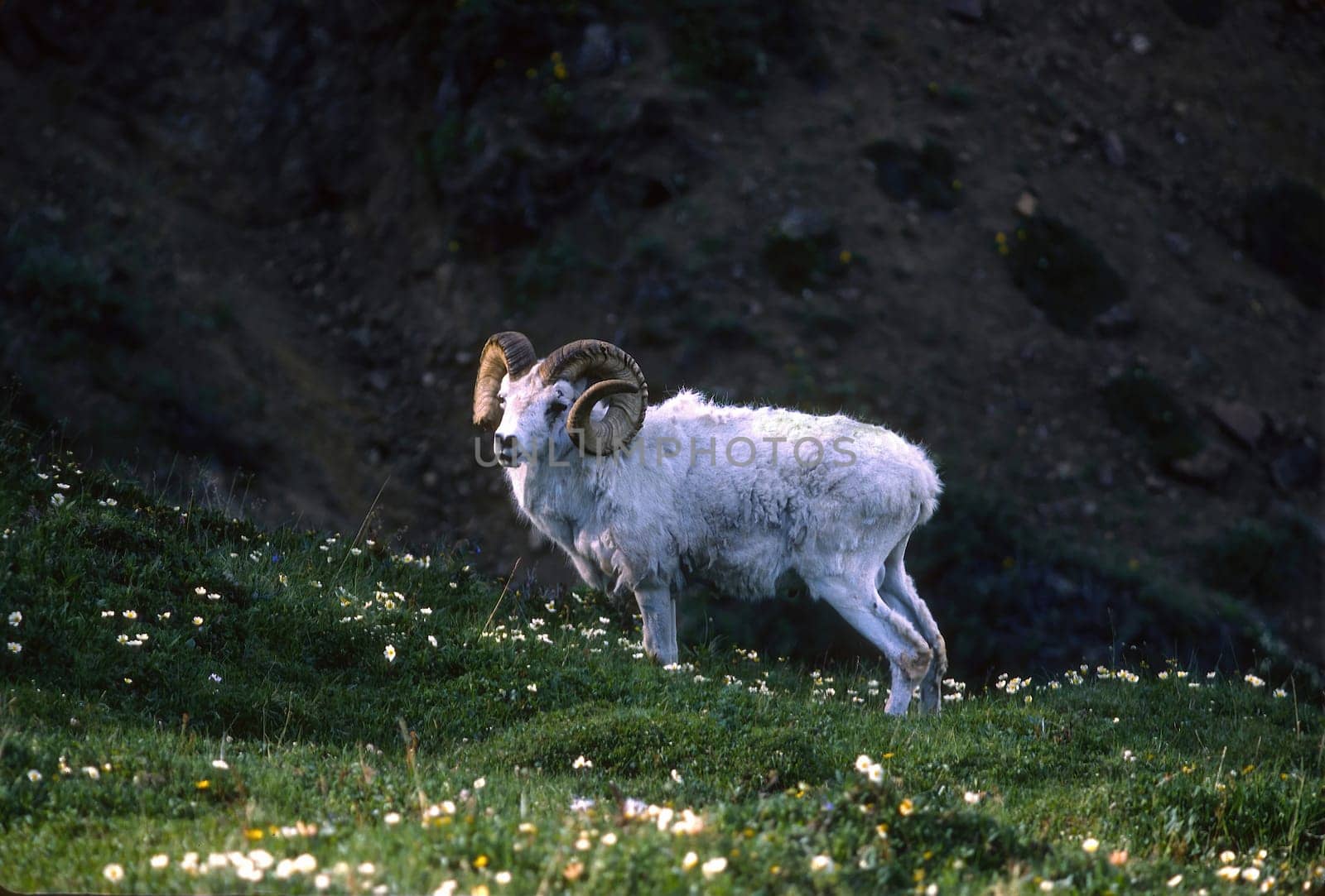 Grizzled Dall Sheep in a Mountain Meadow in Denali National Park in Alaska