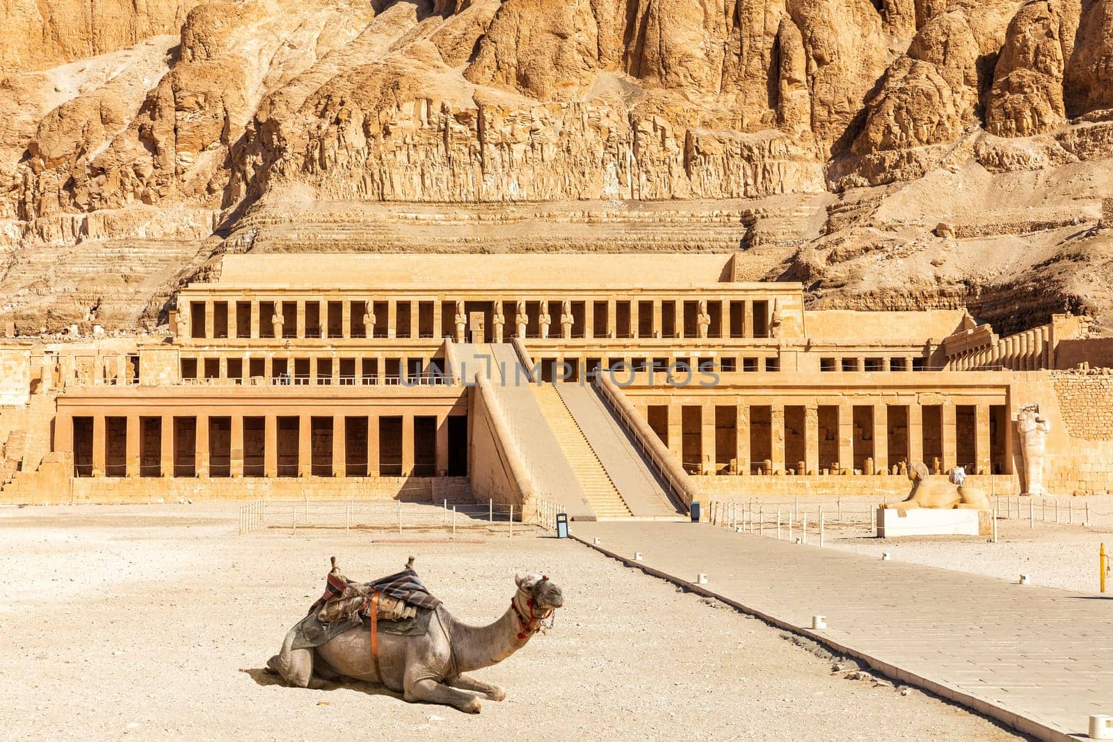 Cute camel near the Mortuary Temple of Hatshepsut, Luxor, Upper Egypt.