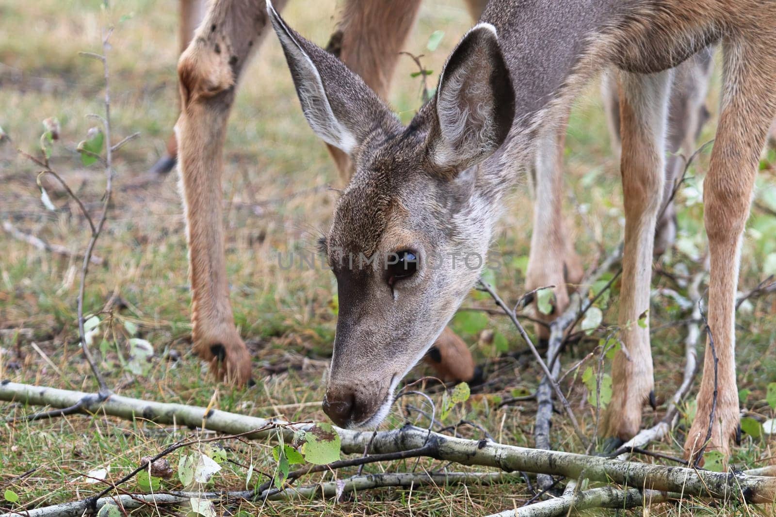Closeup of a mule deer sniffing the ground.