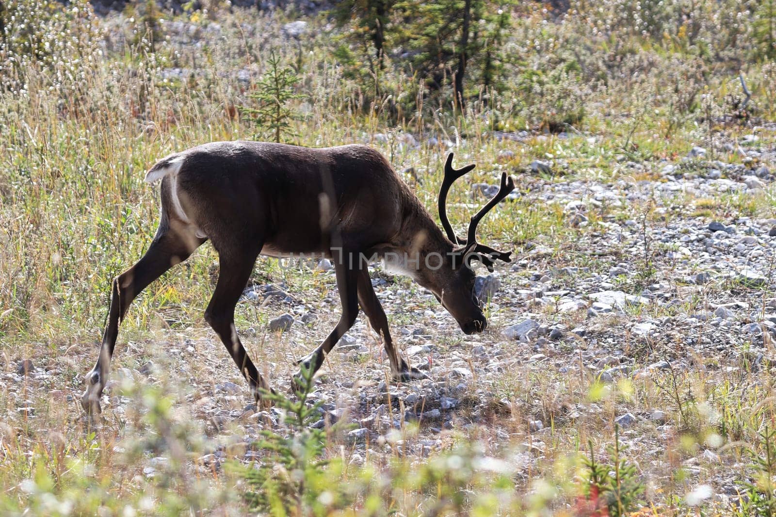 A craibou walks along a grassy opening.