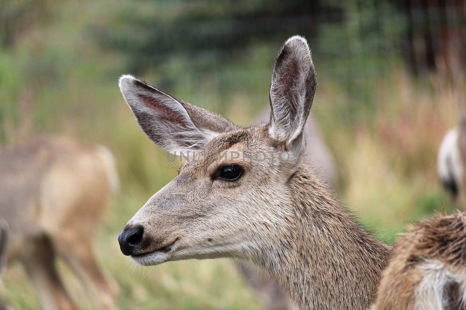Closeup of the side of a female mule deer head.