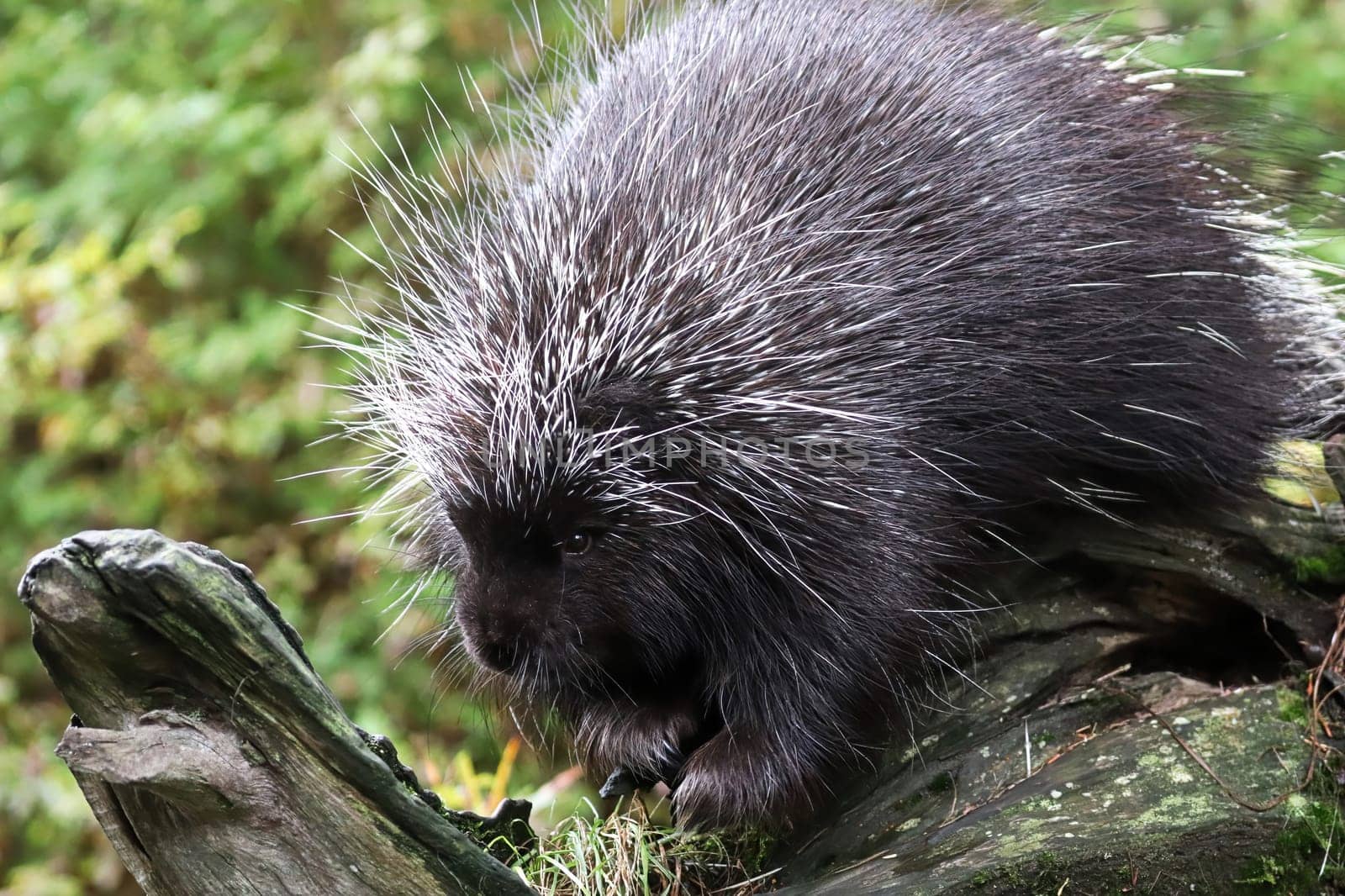 Closeup of a porcupine on a tree trunk.