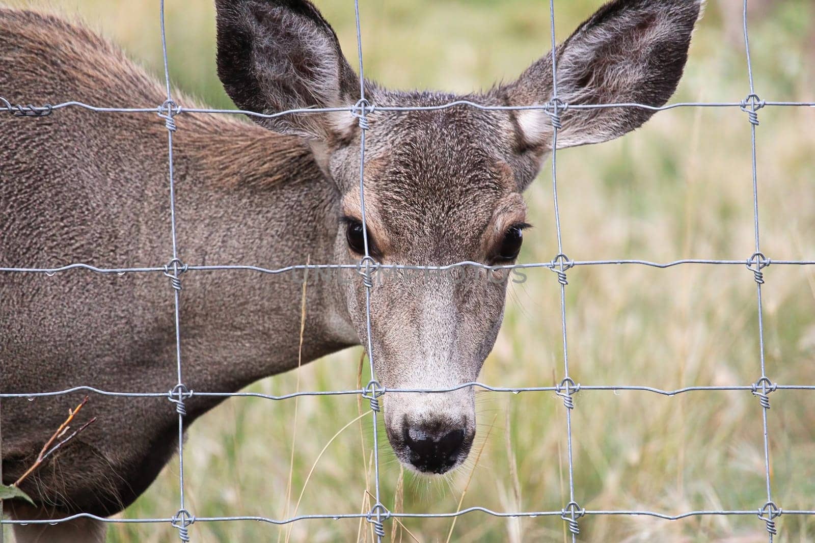 A female mule deer looks through a wire fence.