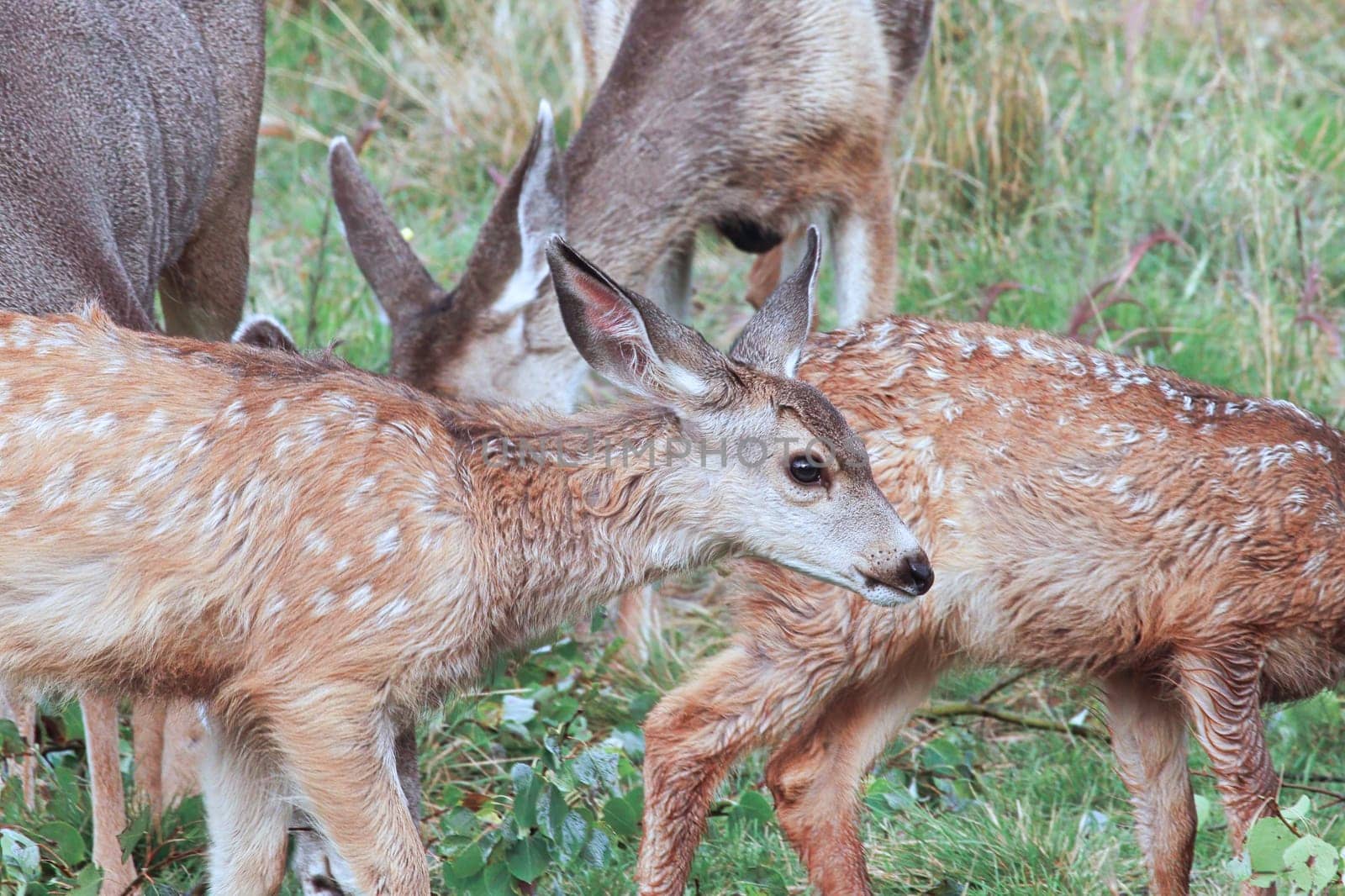Closeup of some spotted mule deer fawns.