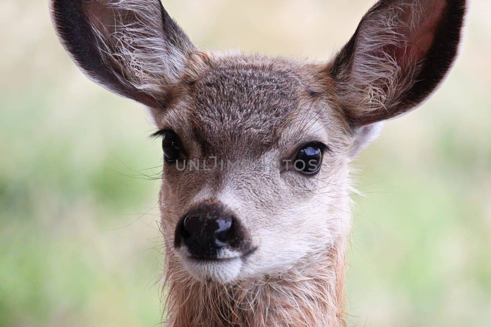 Closeup of a tiny mule deer fawn head.