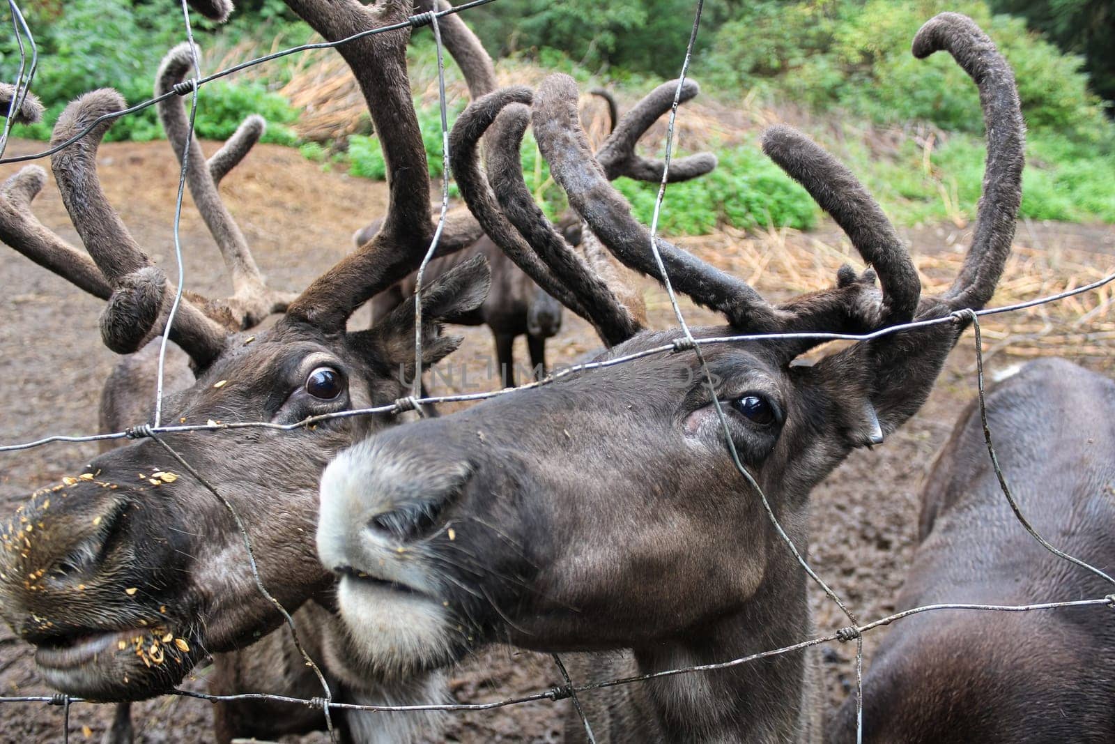 Serveral caribou along a chain fence looking for food.