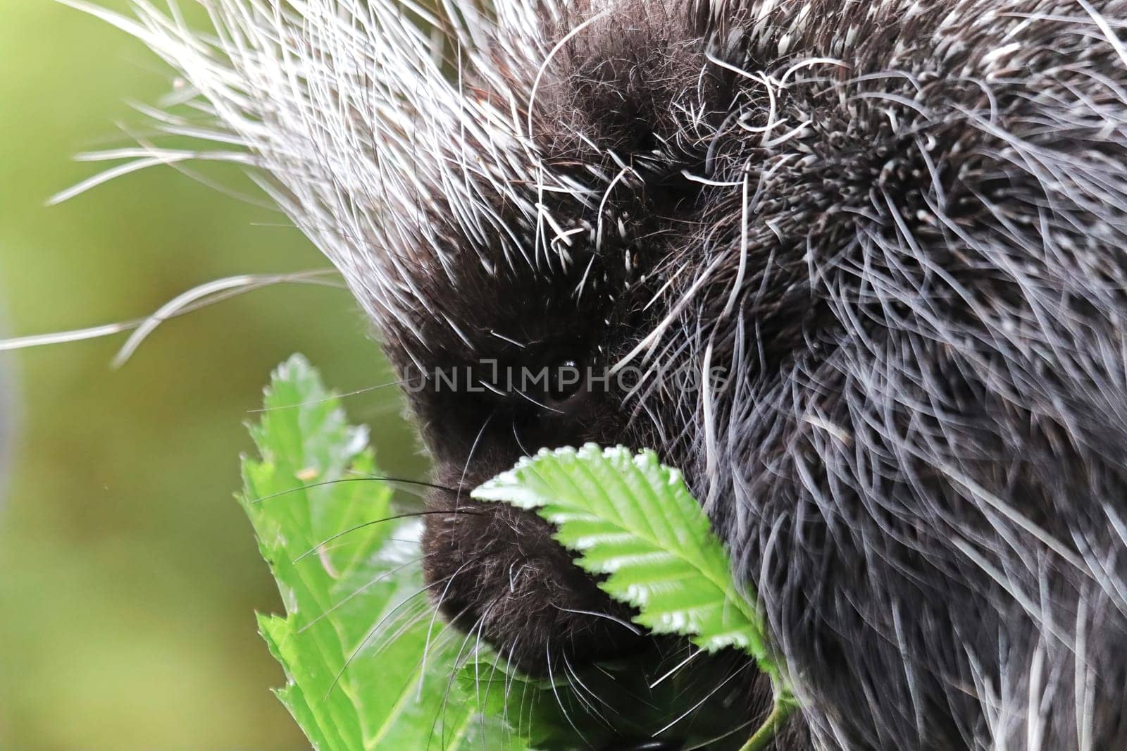 Closeup of a porcupine head beside some leaves.