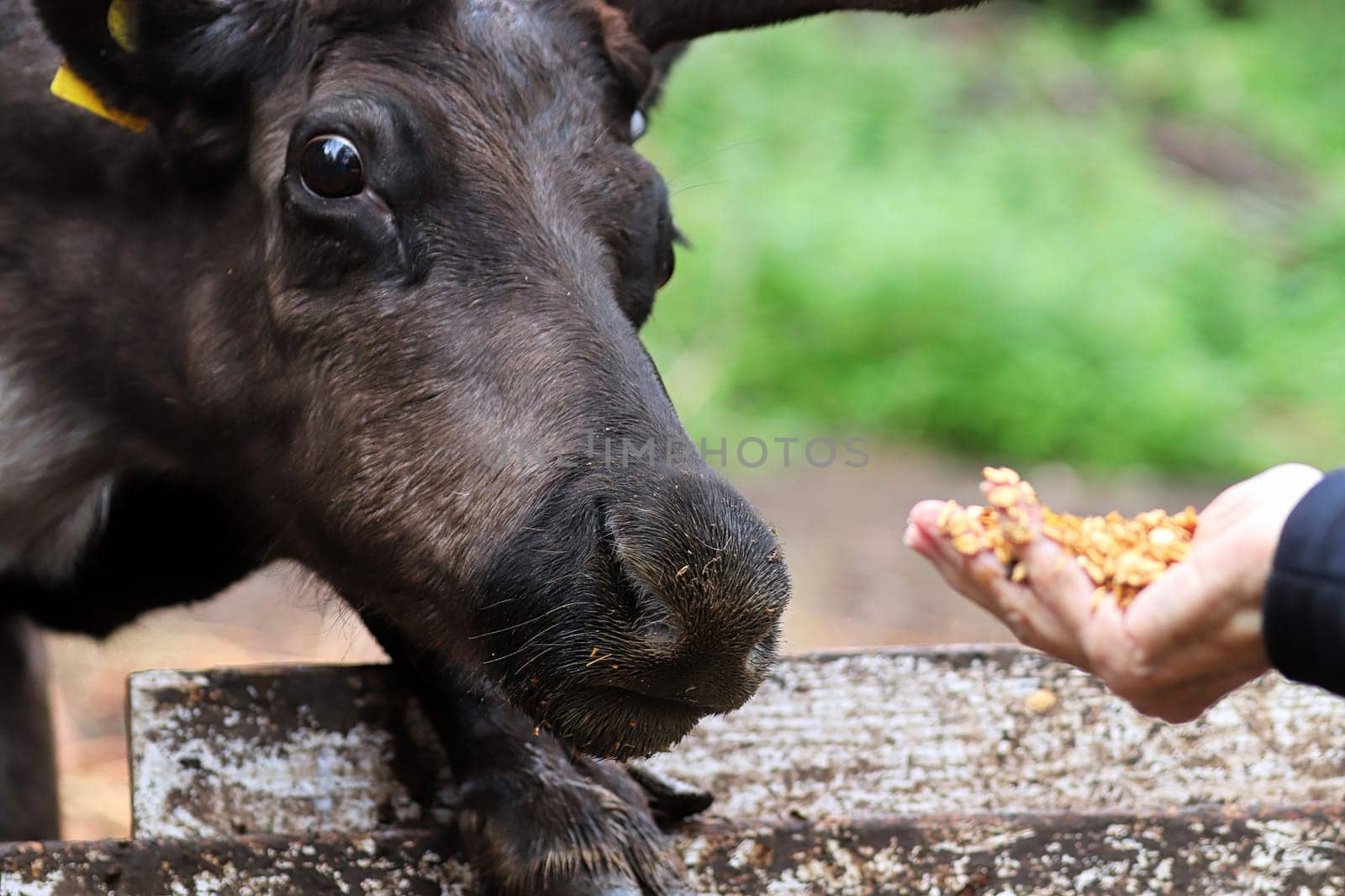 A caribou eating corn from a human hand.