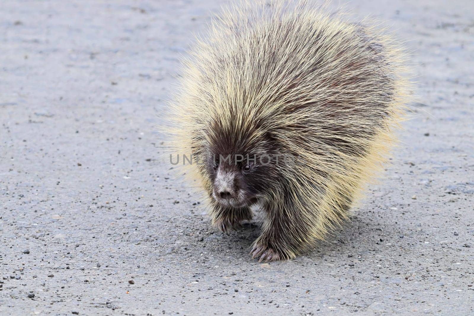 Closeup of a porcupine walking on a road.