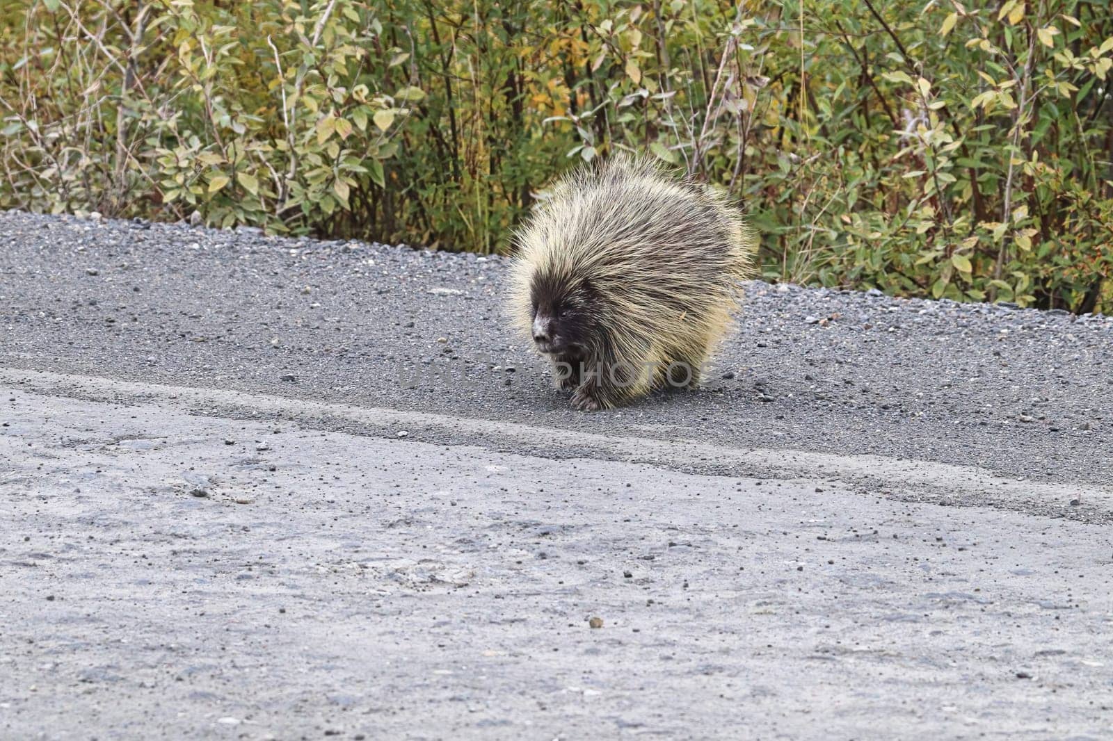 A fat porcupine walks out onto a highway road.