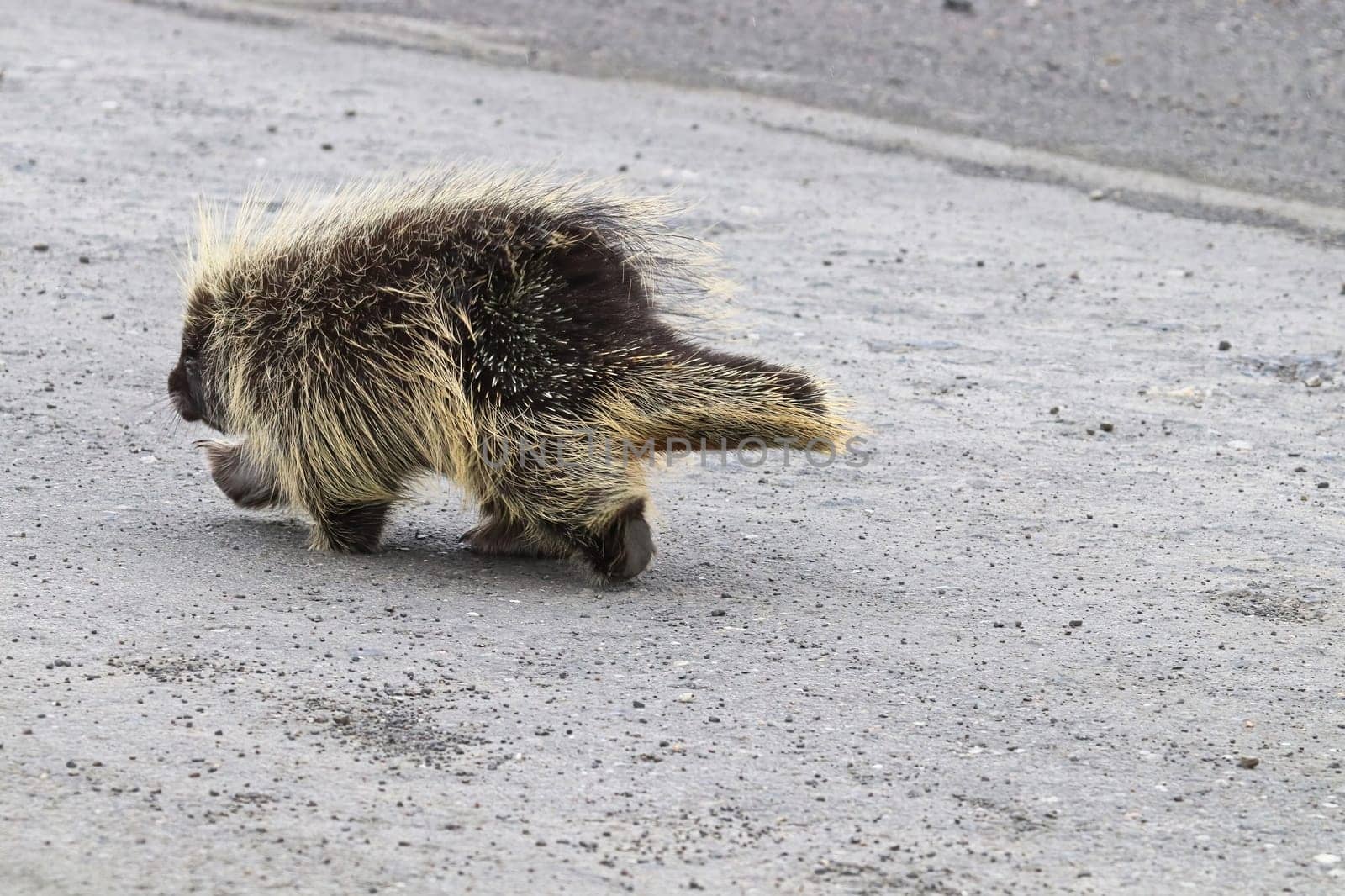 Side view of a porcupine walking on a road.