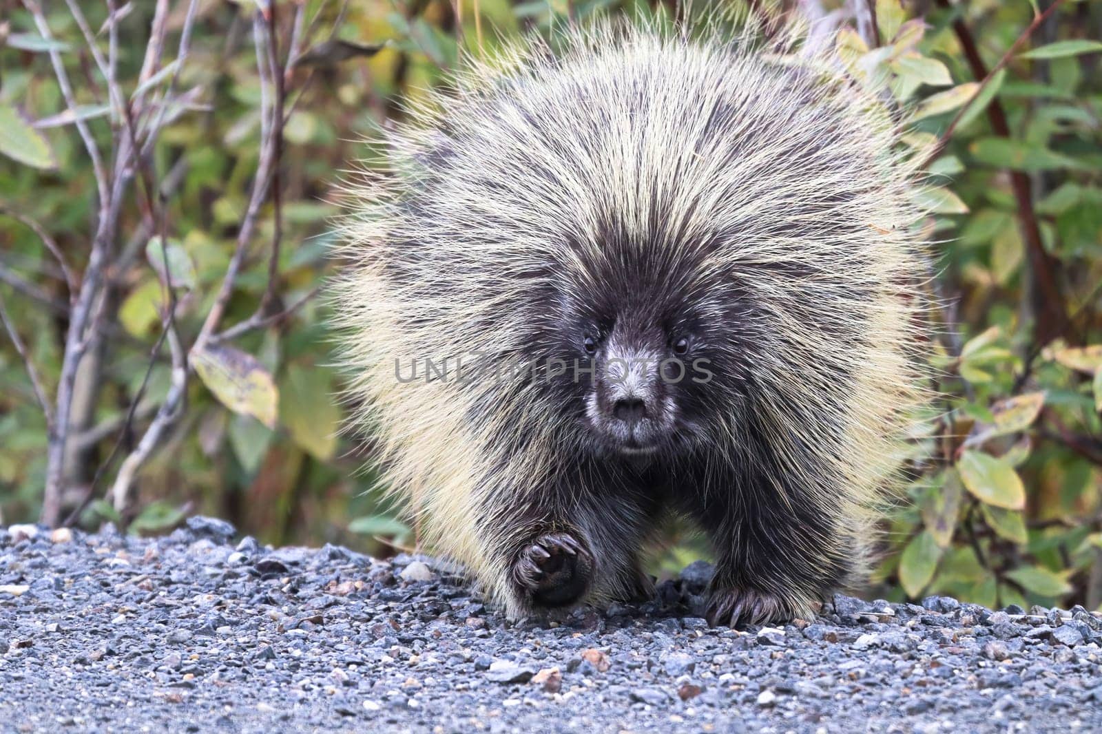 A fat porcupine walks out onto a highway road.