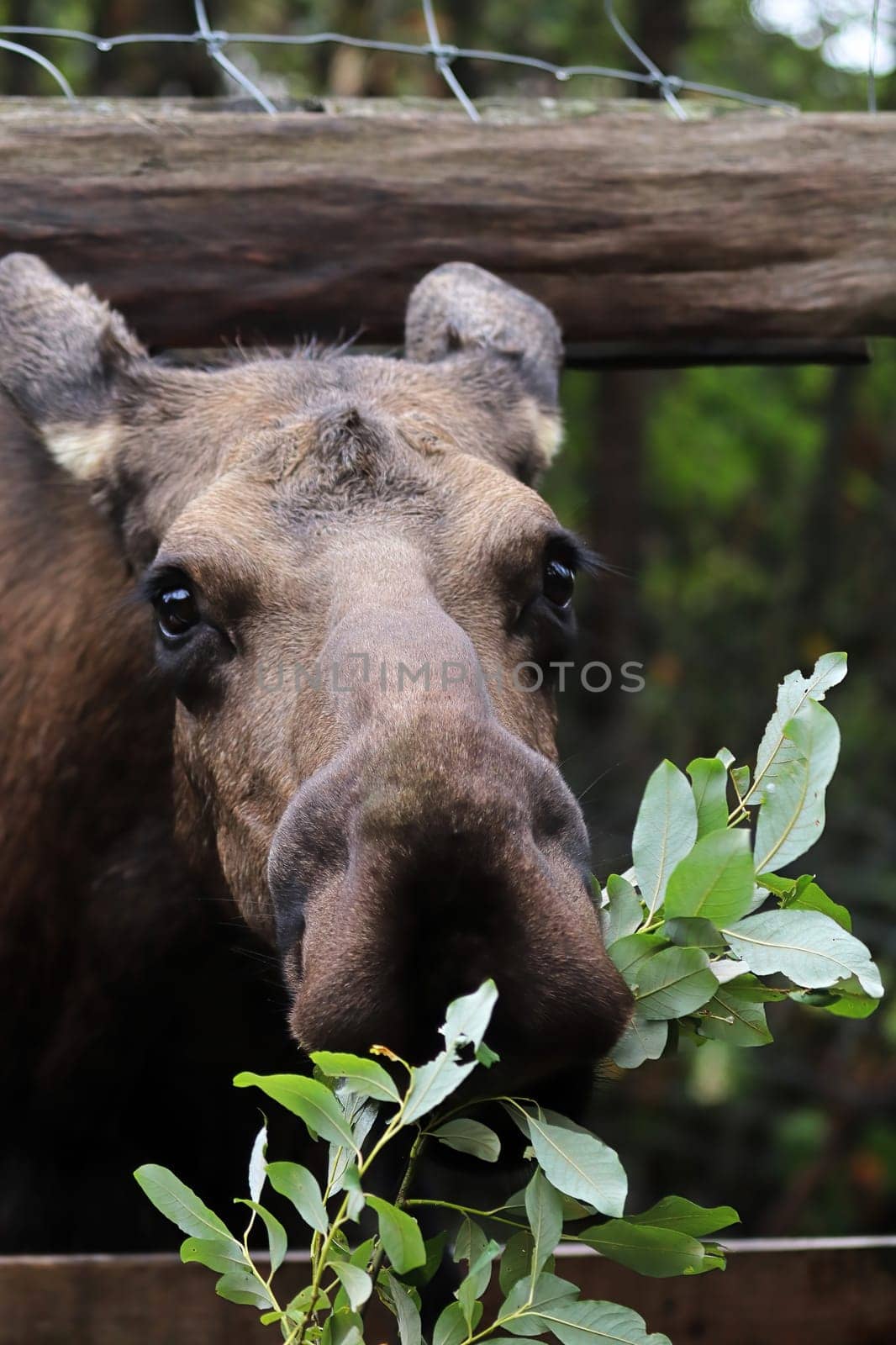 A pet moose comes to eat tree branches.