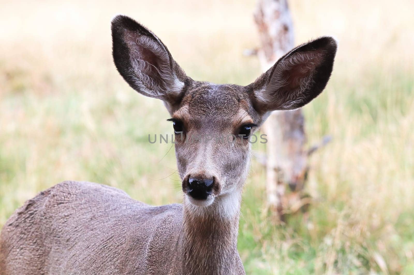 Closeup of a female mule deer head.