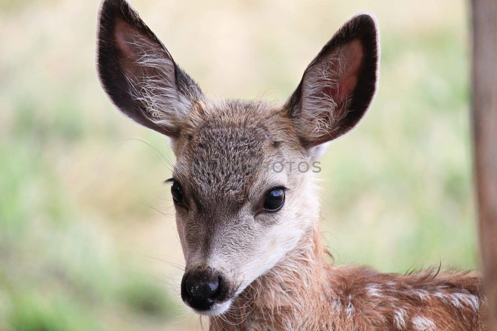 Closeup of a tiny mule deer fawn head.