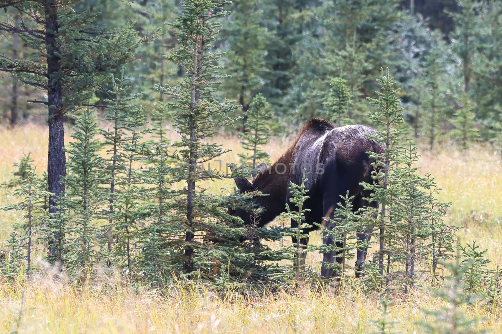 A moose eats dry grass between spruce trees.