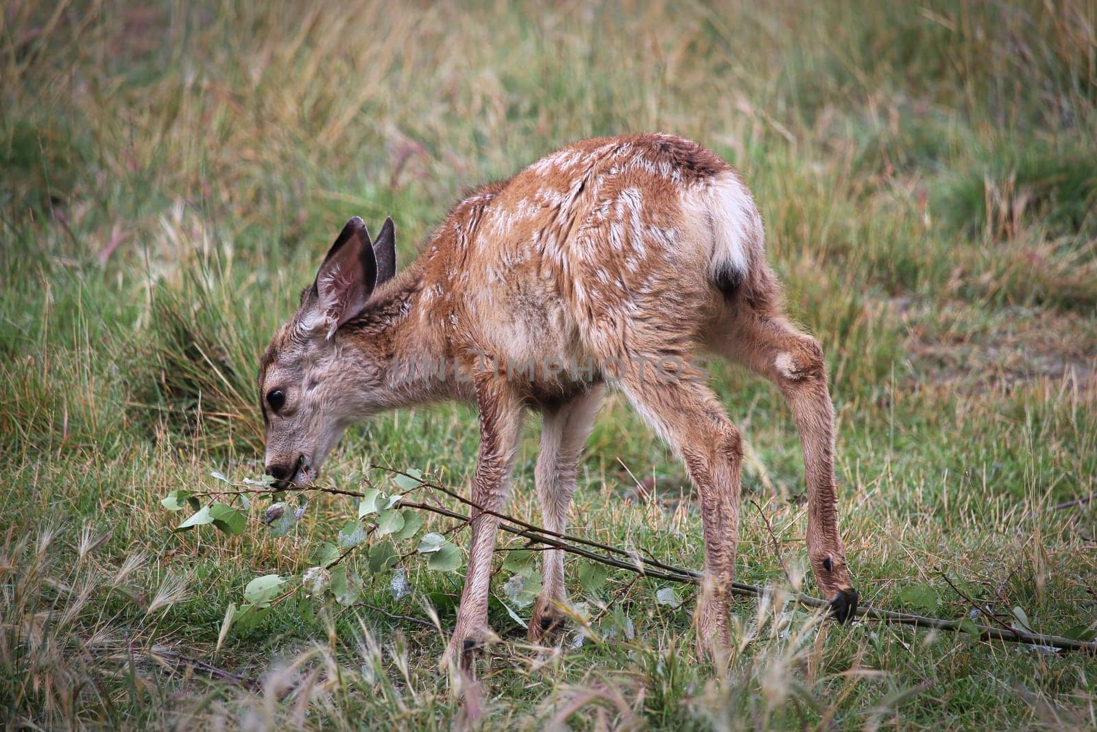 Closeup of a tiny mule deer fawn.