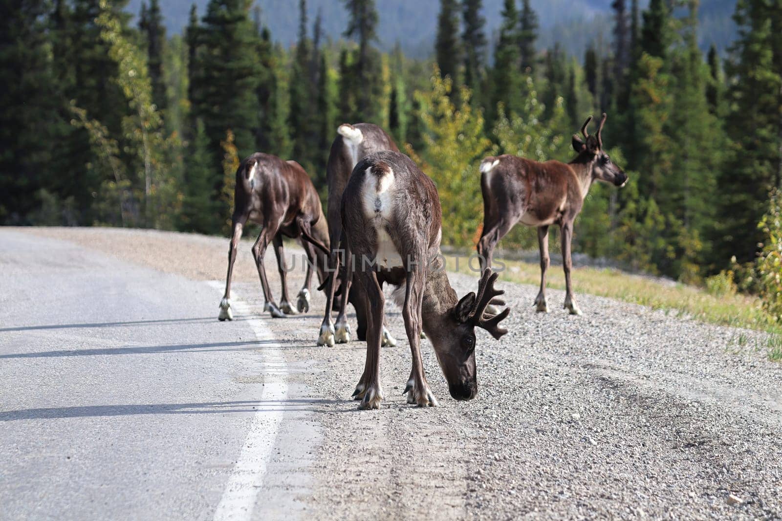 A herd of caribou licking salt off a highway.