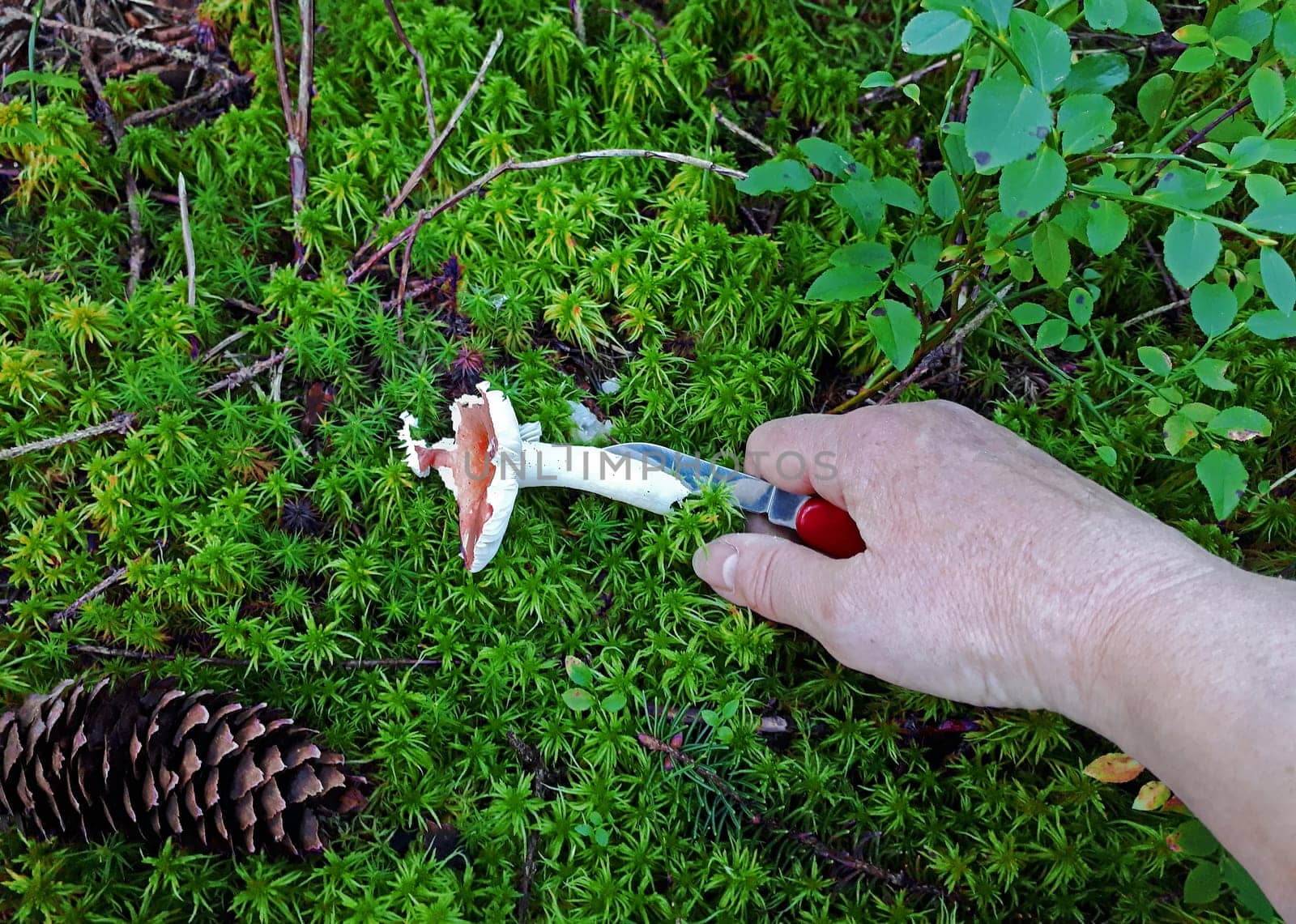 Mushroom hunting in the forest. A woman cuts a mushroom from the forest floor